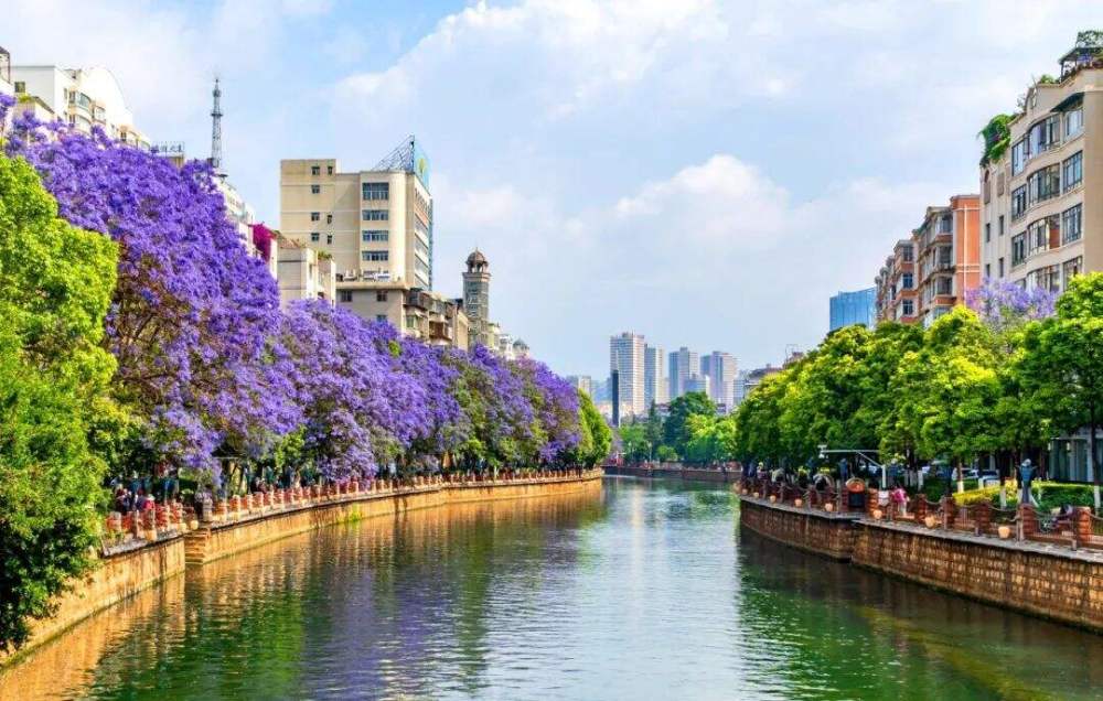 紫色的蓝花楹与盘龙江、城市景观融在一起。记者杨艳辉摄·.jpg