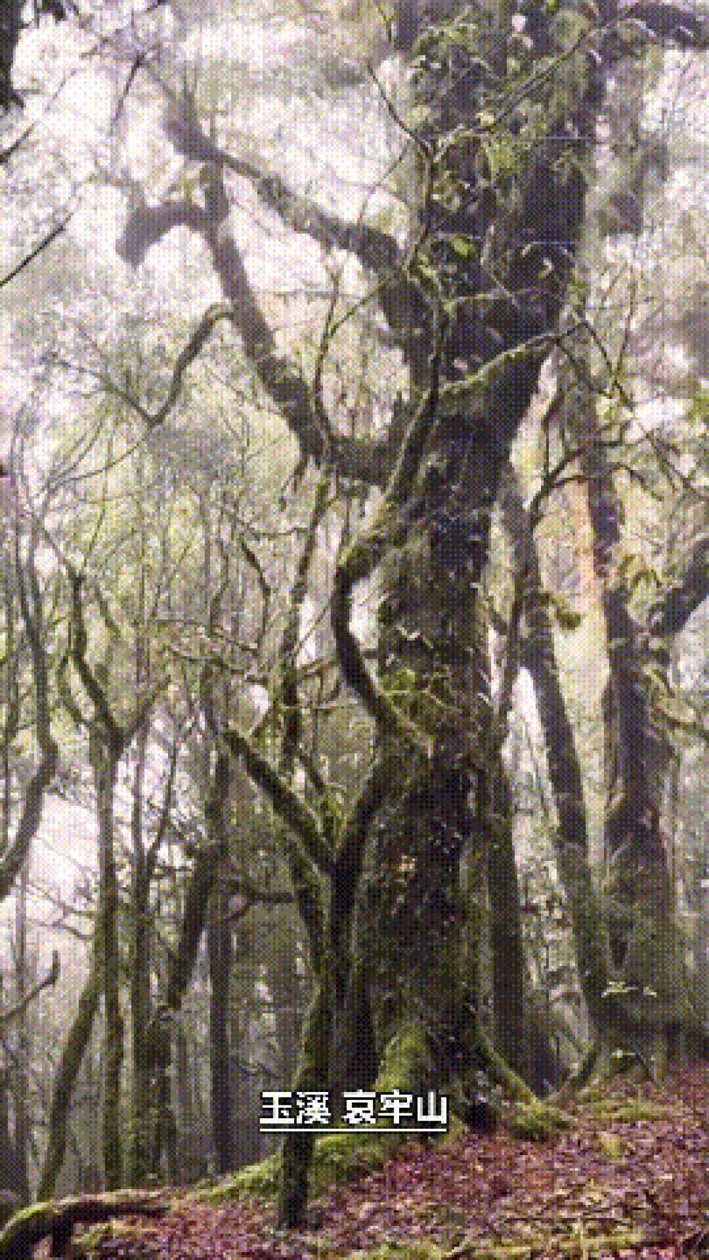 哀牢山.gif