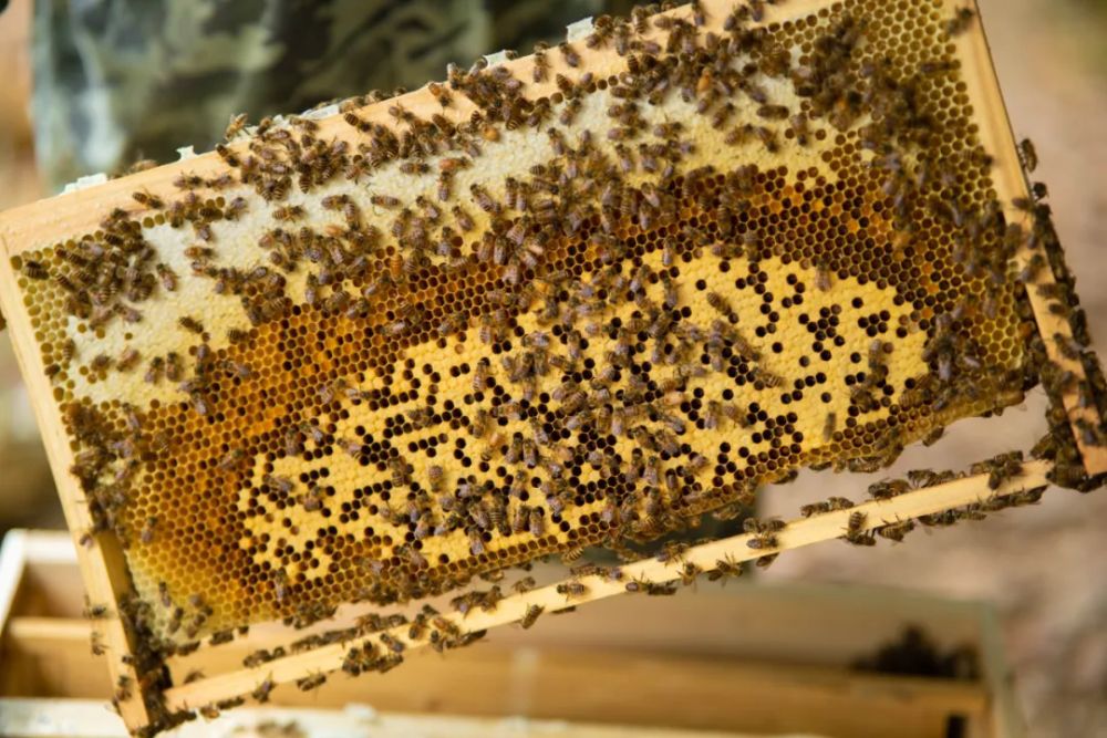 640_wx_fmt=jpeg&from=appmsg&tp=webp&wxfrom=5&wx_lazy=1.webp (6).png