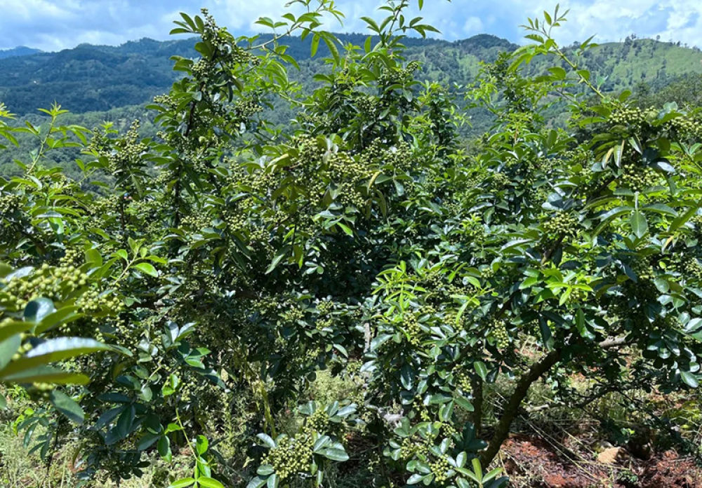 中心镇左岔村花椒满枝头。李自林摄