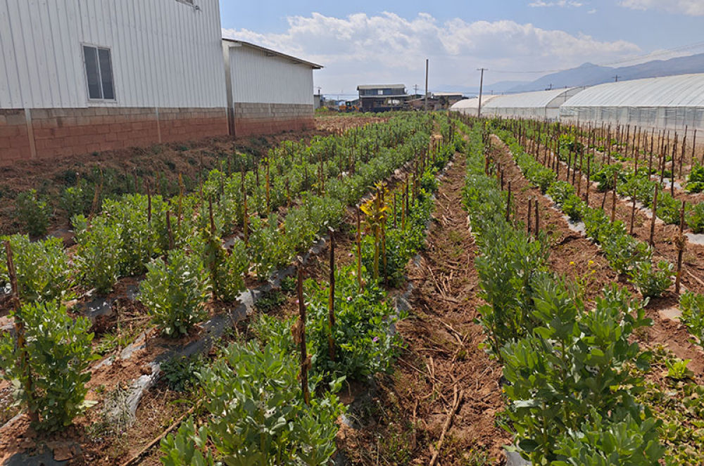 蚕豆长势良好。