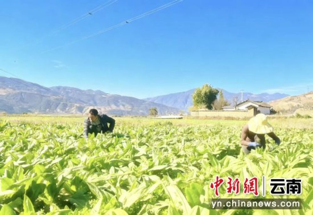 苏安东和妻子正在打理他的<span class=