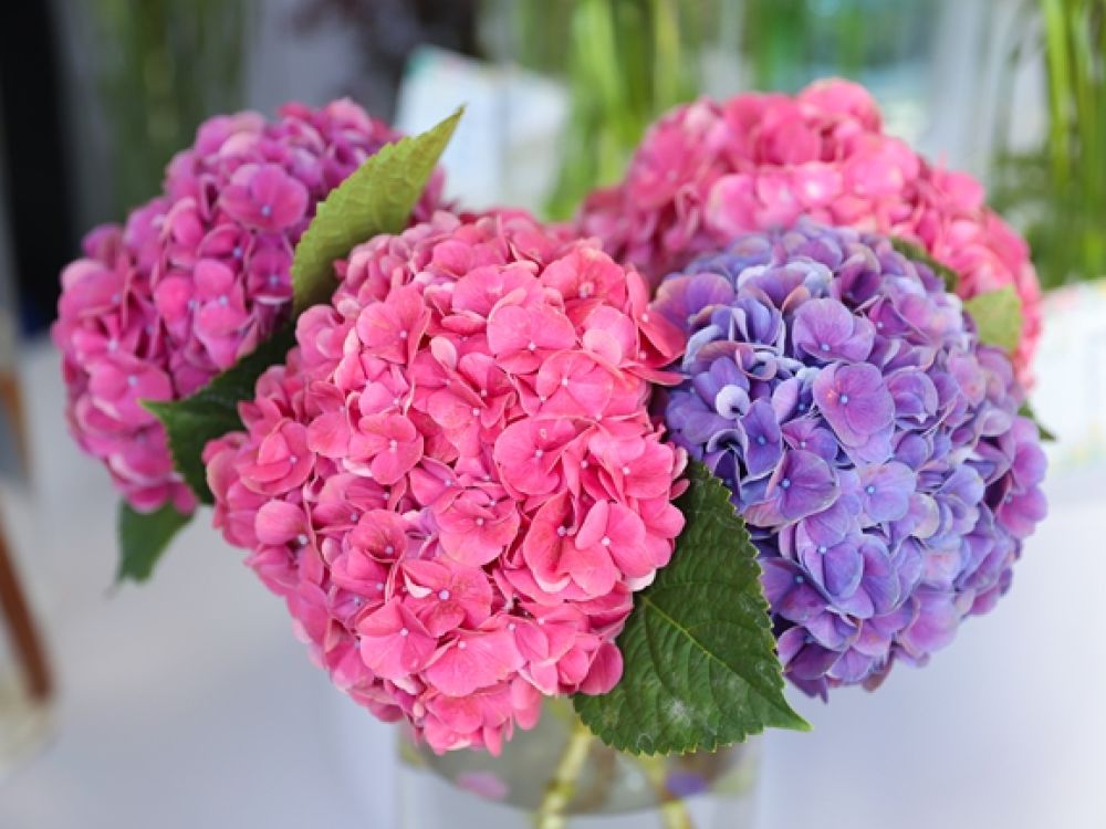 具有自主知識產(chǎn)權(quán)的新品種繡球花。人民網(wǎng)記者 李發(fā)興攝