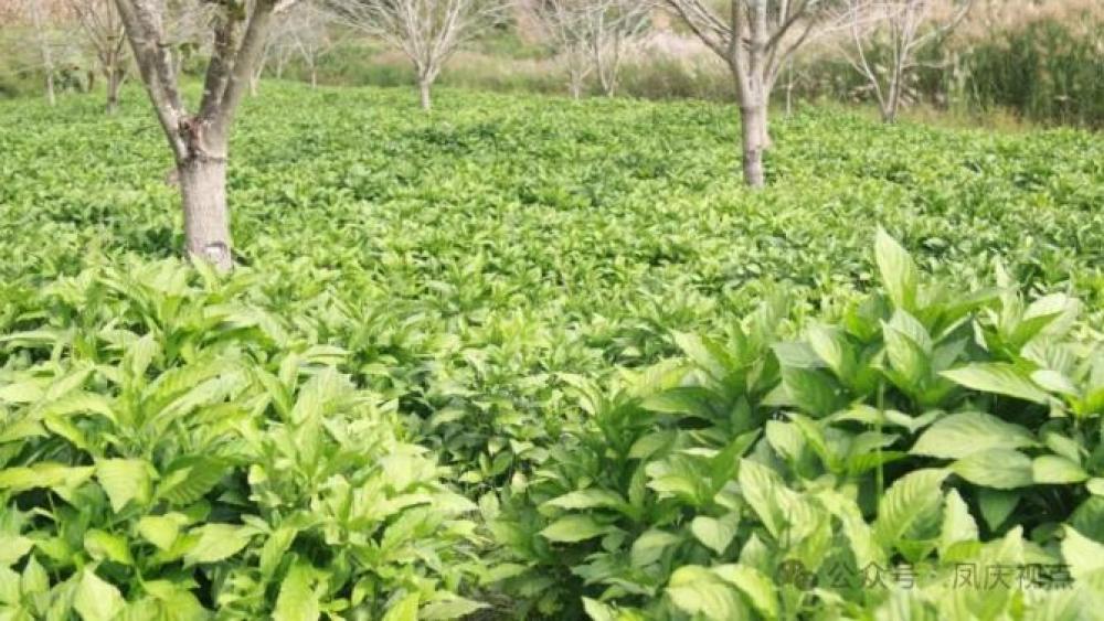 1761527952412288.jpg 360截图20251027091816629.jpg