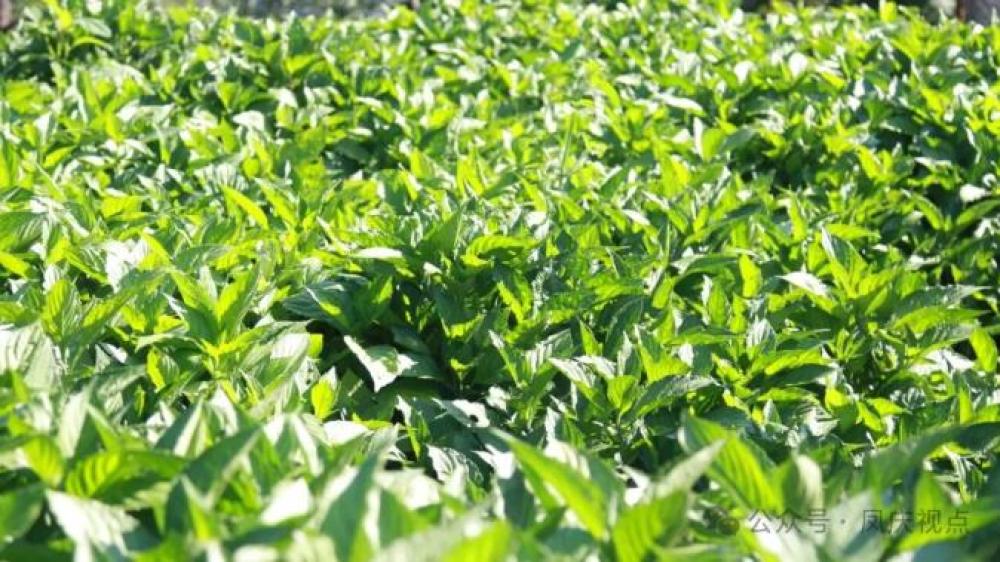 1761527987766807.jpg 360截图20251027091838725.jpg