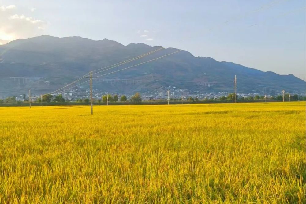 1761699705583551.jpg 23.jpg