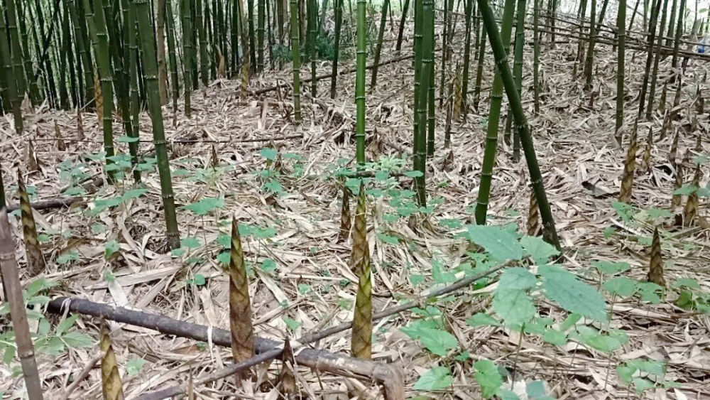 1761787046389218.jpg 29.jpg