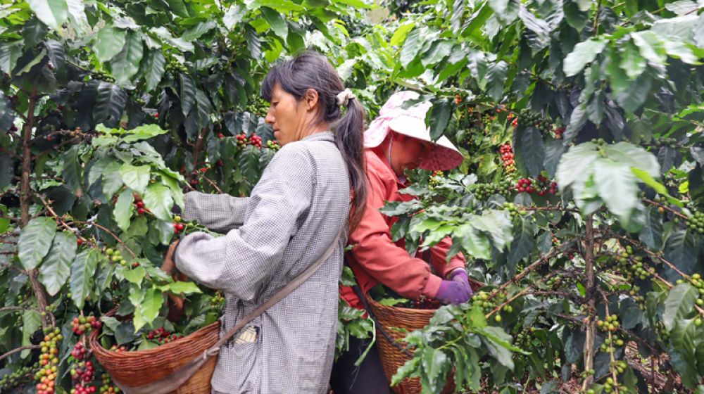 村民在采摘咖啡果。師萌攝