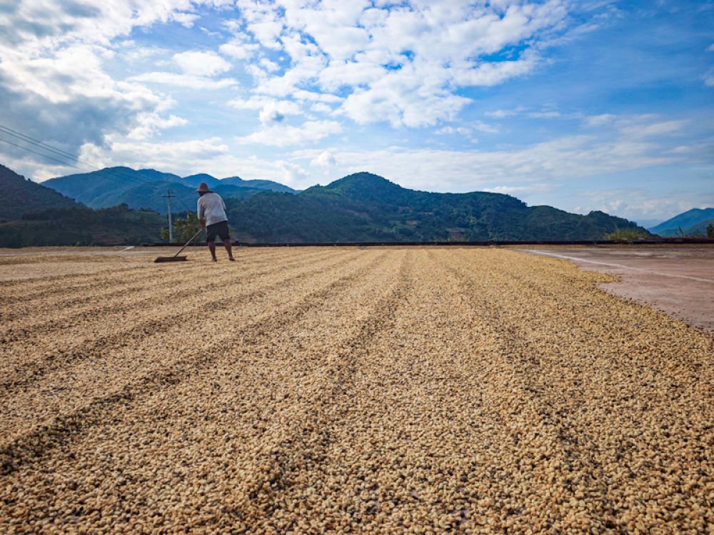 咖啡晾曬。王志清攝