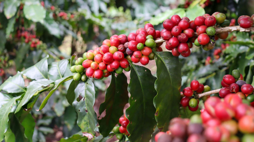 咖啡果掛滿枝頭。師萌攝