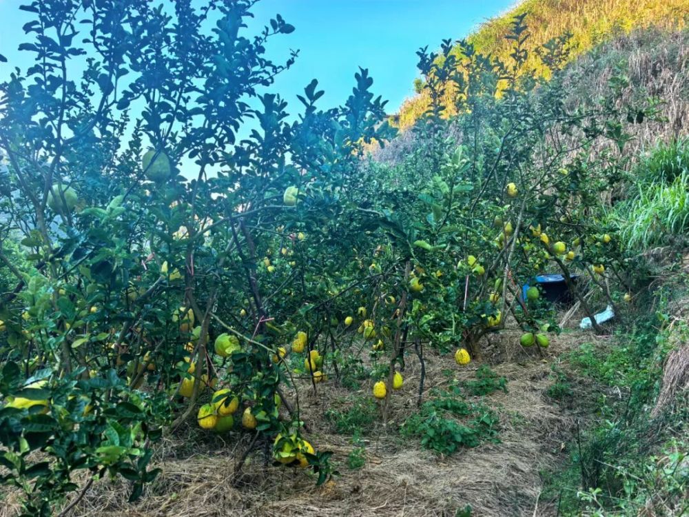 1765506205917651.jpg 43.jpg