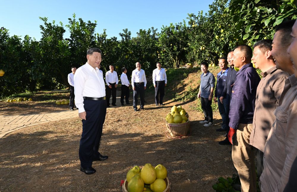2025年11月7日，習(xí)近平總書記在梅州市梅縣區(qū)雁洋鎮(zhèn)南福金柚種植基地考察時，同果農(nóng)和農(nóng)技人員親切交流。