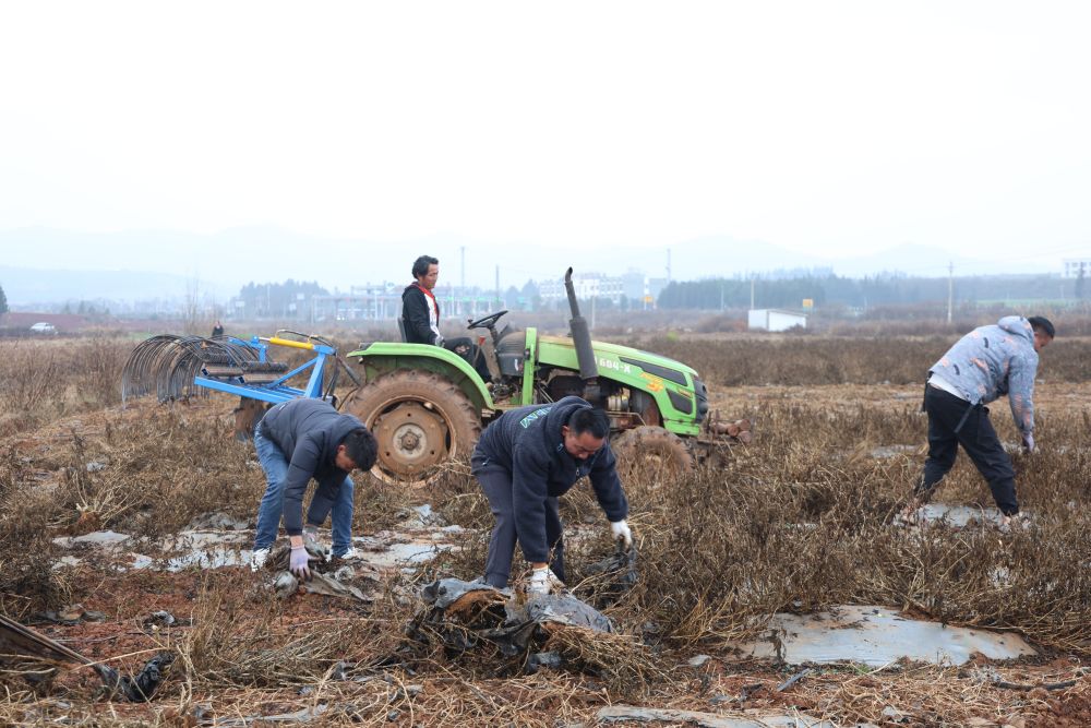 人工撿拾地膜和機(jī)械回收殘膜比賽。范梅 攝