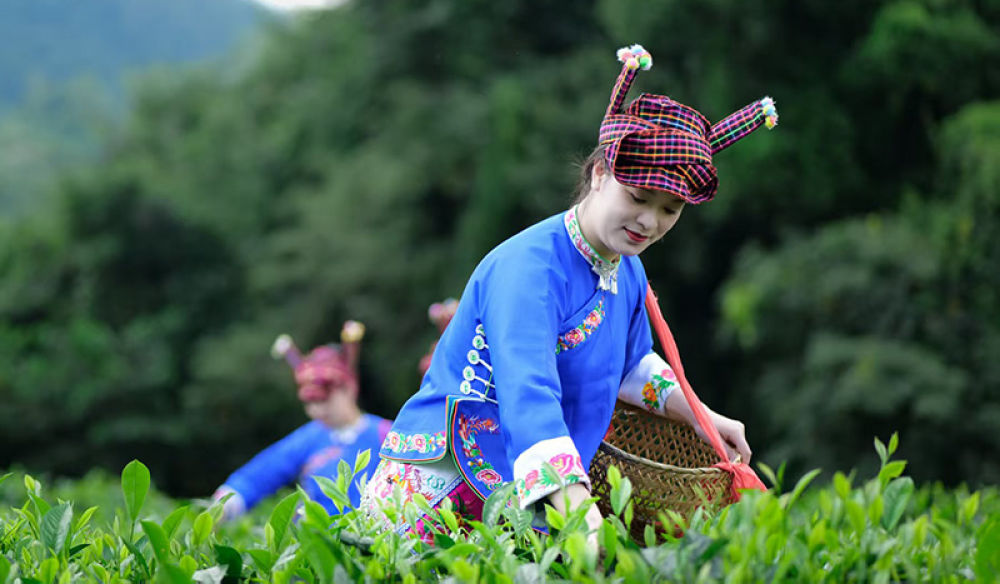 【圖5】云南廣南，當?shù)夭柁r(nóng)在采摘茶葉。-廣南縣委宣傳部供圖