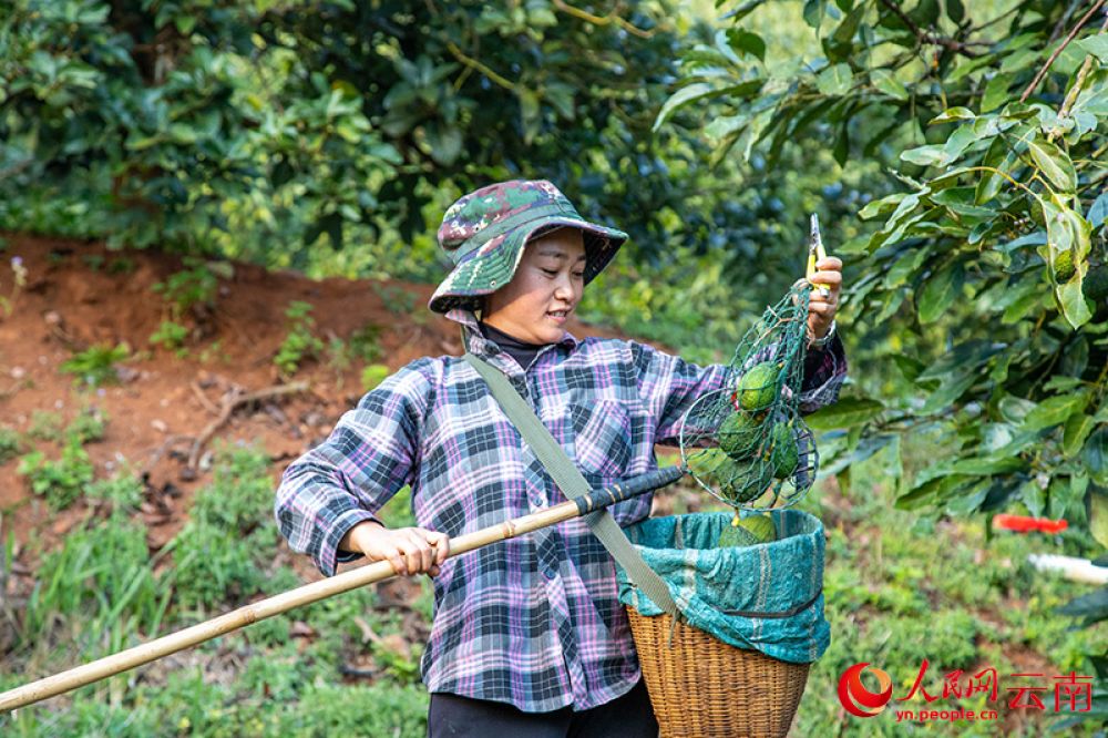 云南孟連，當?shù)卮迕裾诓烧Ｓ凸?。人民網(wǎng)記者虎遵會攝