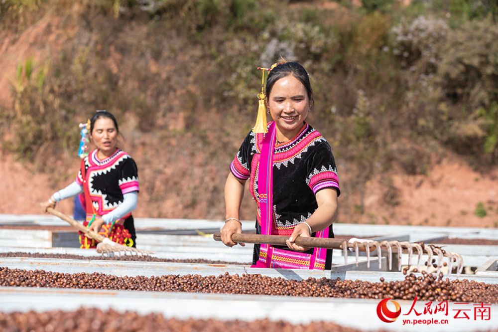 云南普洱，咖農(nóng)正在翻曬咖啡果。人民網(wǎng)記者 虎遵會攝