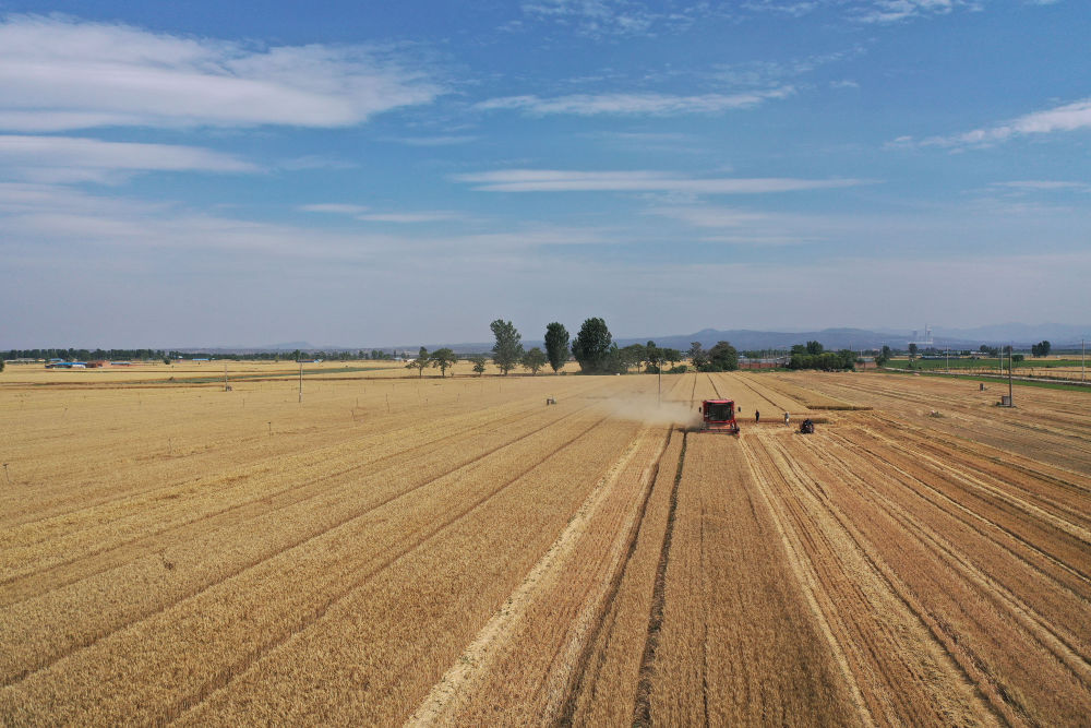 2025年6月3日，河南焦作，溫縣黃河街道灘王莊村農(nóng)民駕駛收割機收獲小麥。
