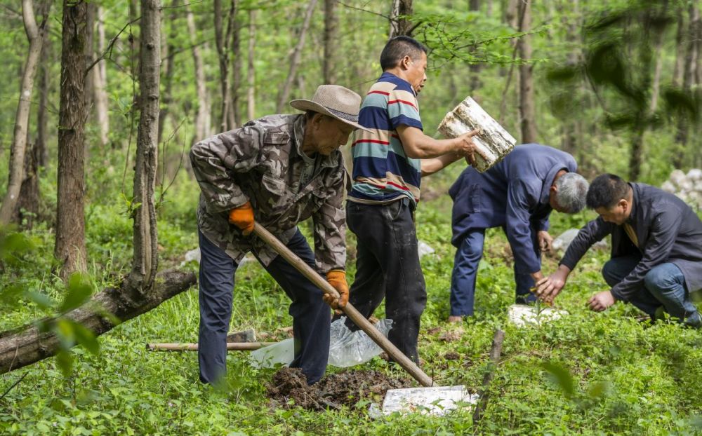 2025年4月16日，江西新余，仙女湖区河下镇花园村林场，人们正在搬运、栽植灵芝菌棒。