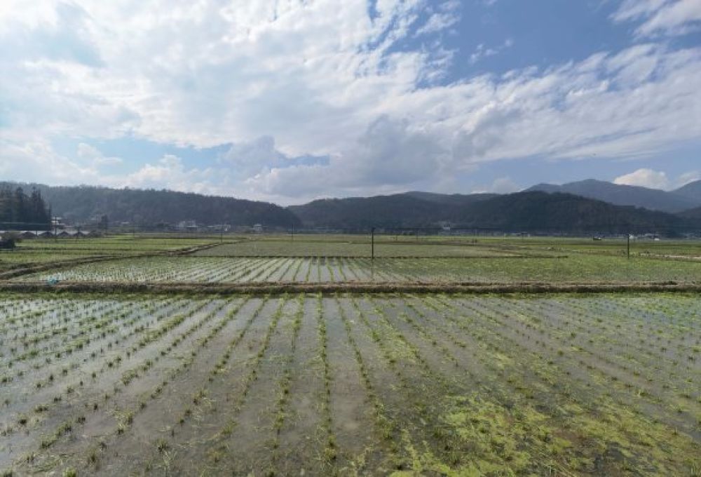 已完成種植的茭白田