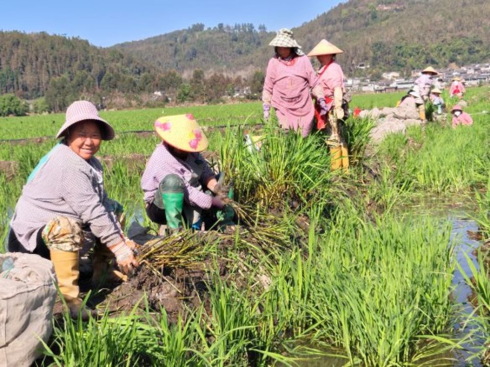 工人正在分揀茭白苗