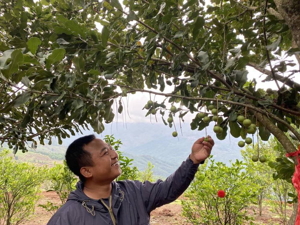堅(jiān)果掛果滿滿,百姓笑開顏.jpg