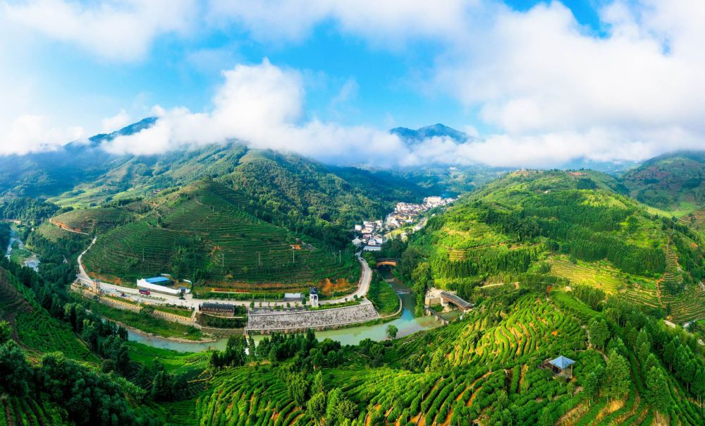 2019年9月7日拍摄的坦洋村及周边茶园。