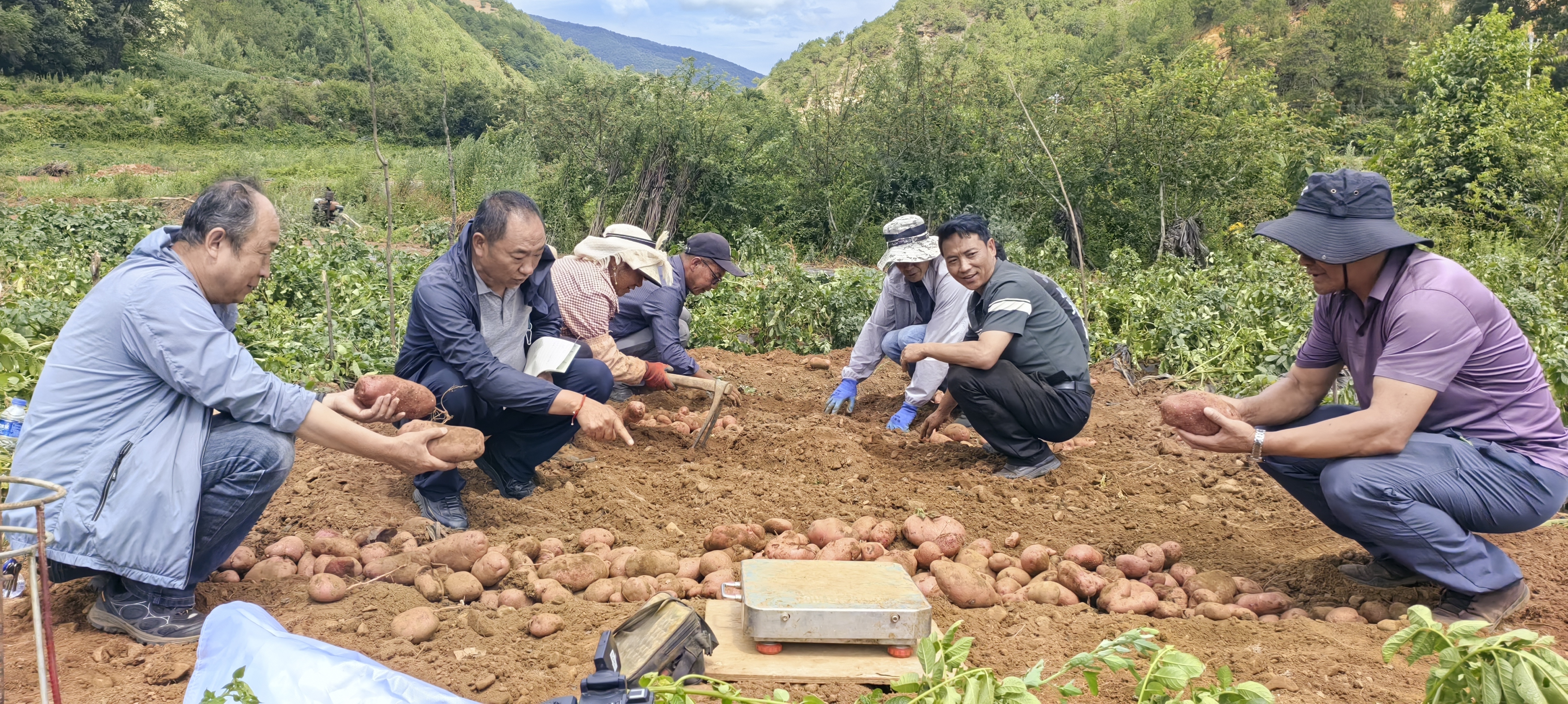 _永胜西马场村：早春马铃薯迎丰收 科技赋能“薯”光无限_永胜西马场村：早春马铃薯迎丰收 科技赋能“薯”光无限